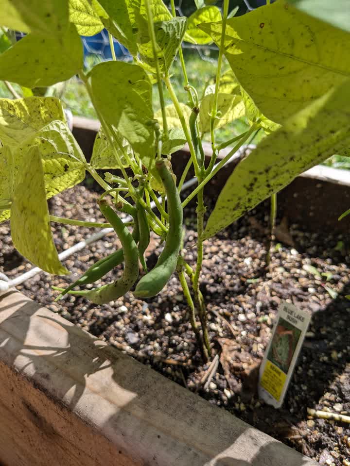 Planting day
